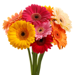 Gerberas Selection